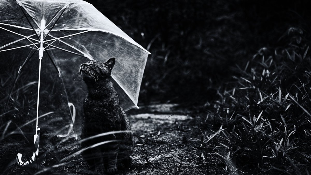 Кот под дождем