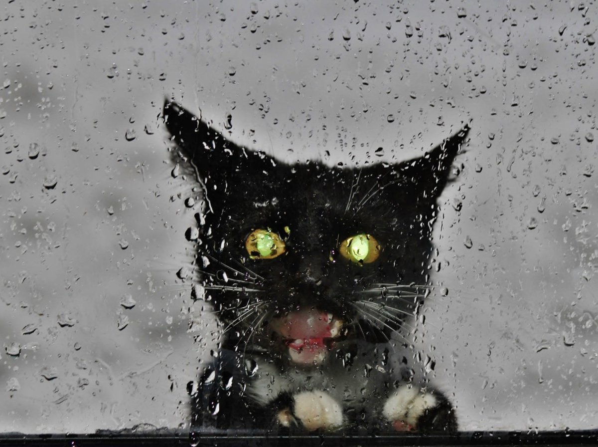 Черный кот под дождем