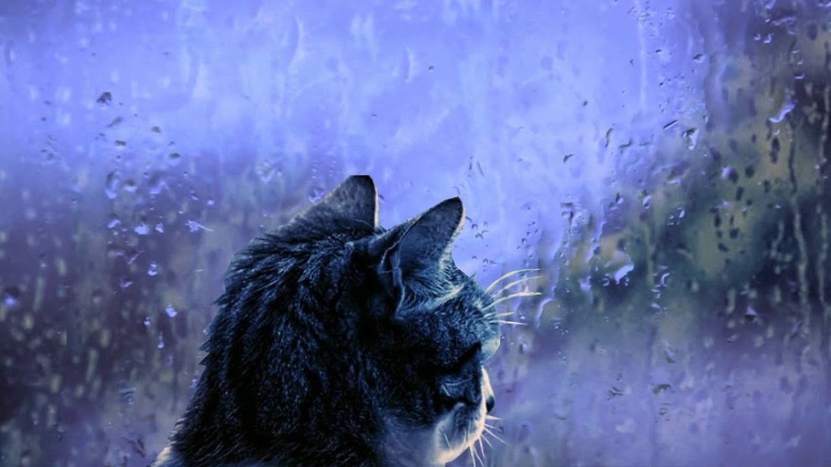 Одинокий кот под дождем