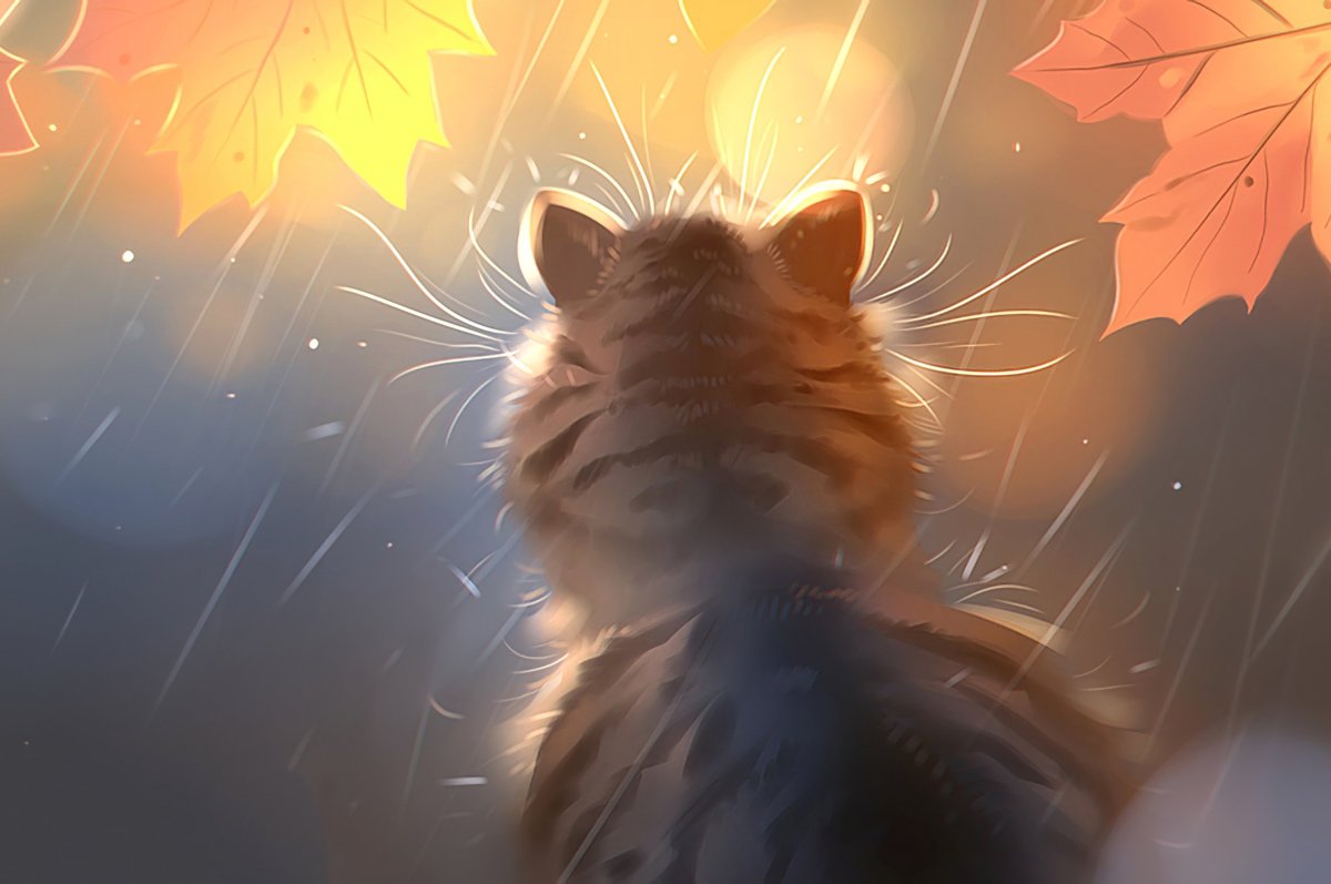 Кот осень дождь