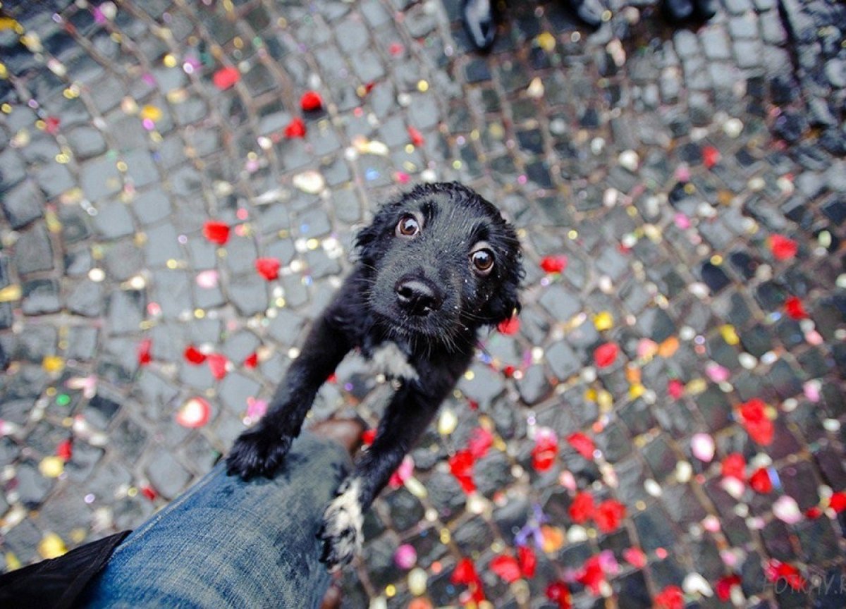 Щенок на улице