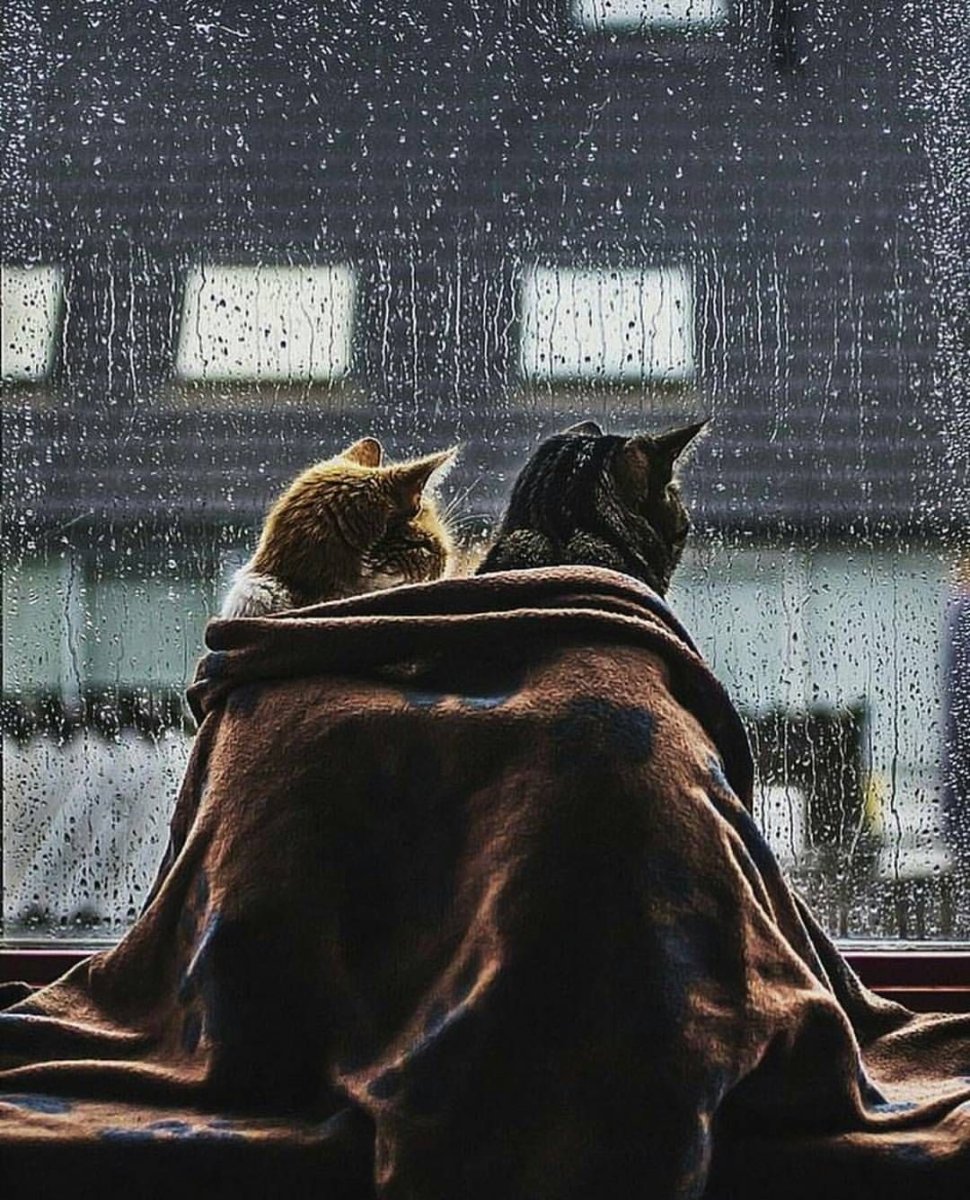 Дождь окно плед