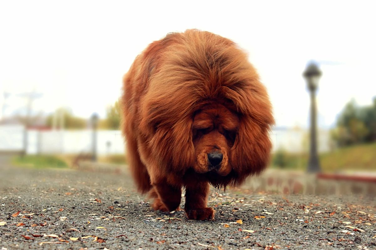 Тибетский мастиф анимализм