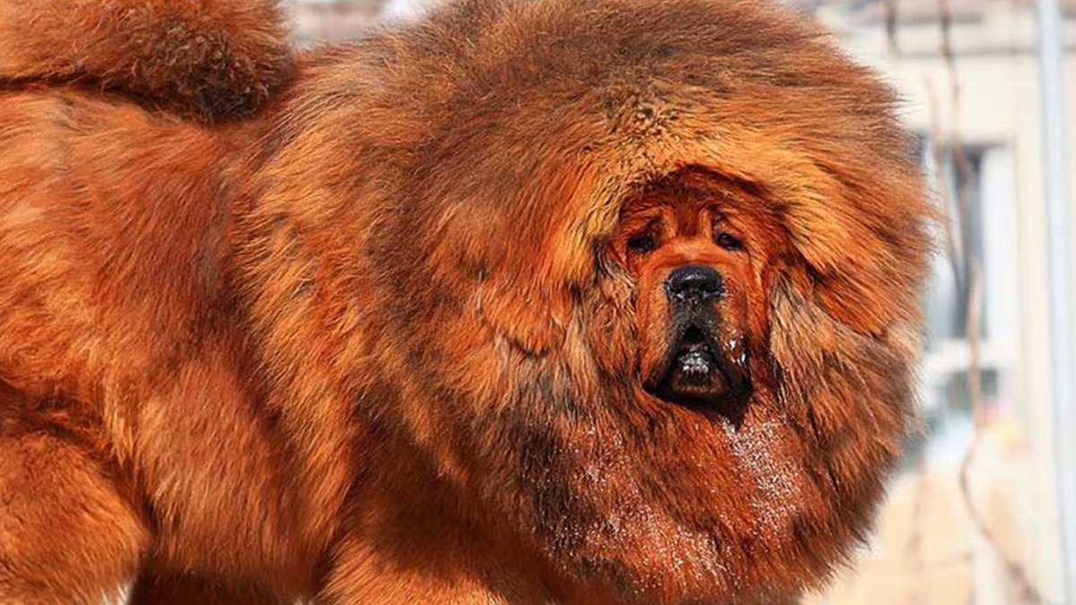 Афганский мастиф