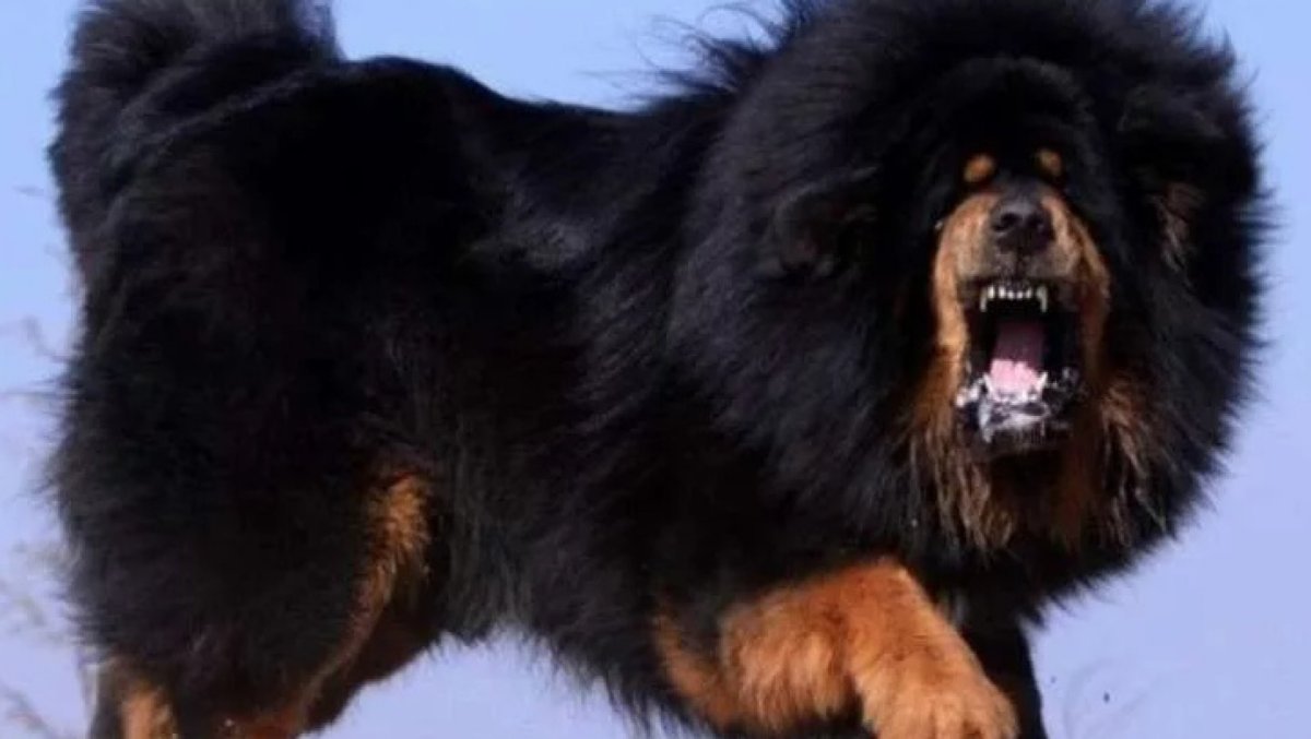 Семейные крупные собаки