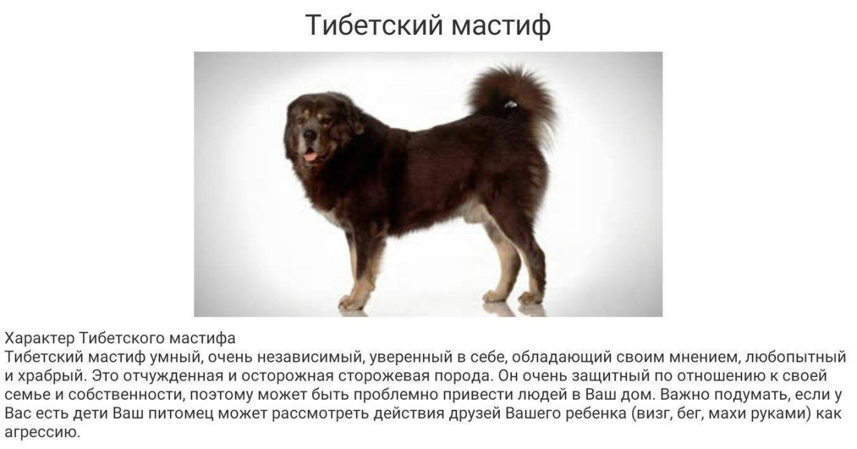 Тибетский мастиф девочка