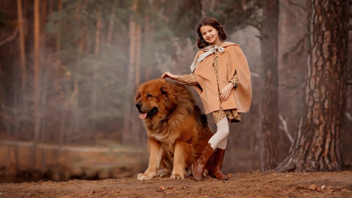 Тибетский мастиф золотой