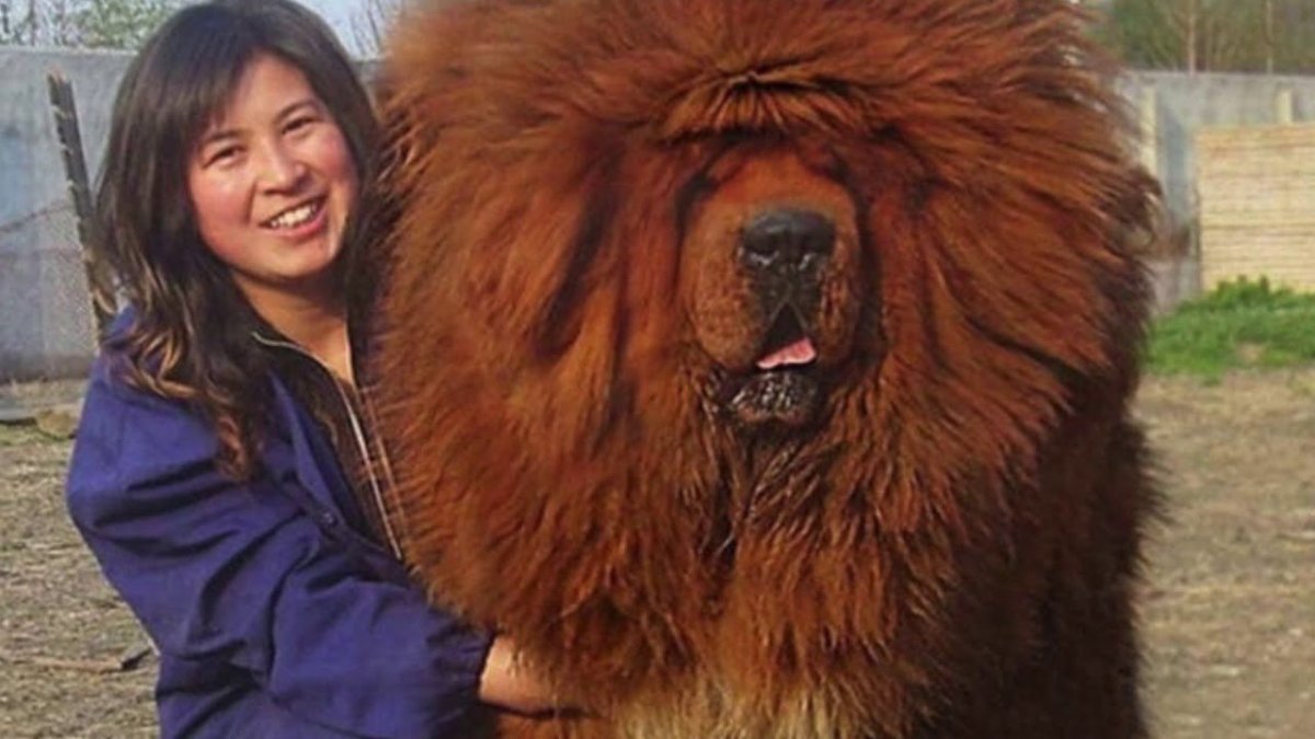 Тибетский мастиф 4 года