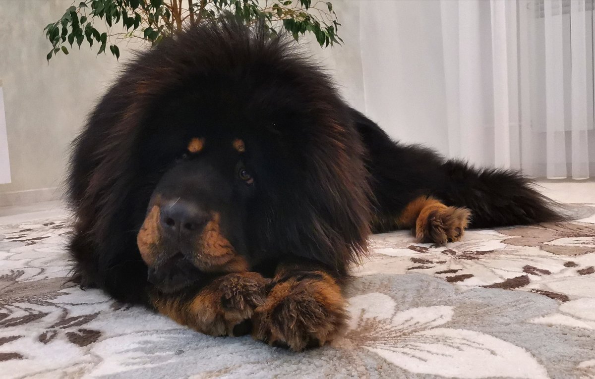 Тибетский мастиф большой