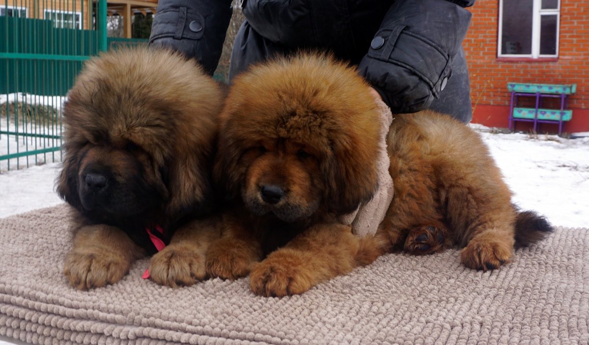 Тибетский мастиф злой