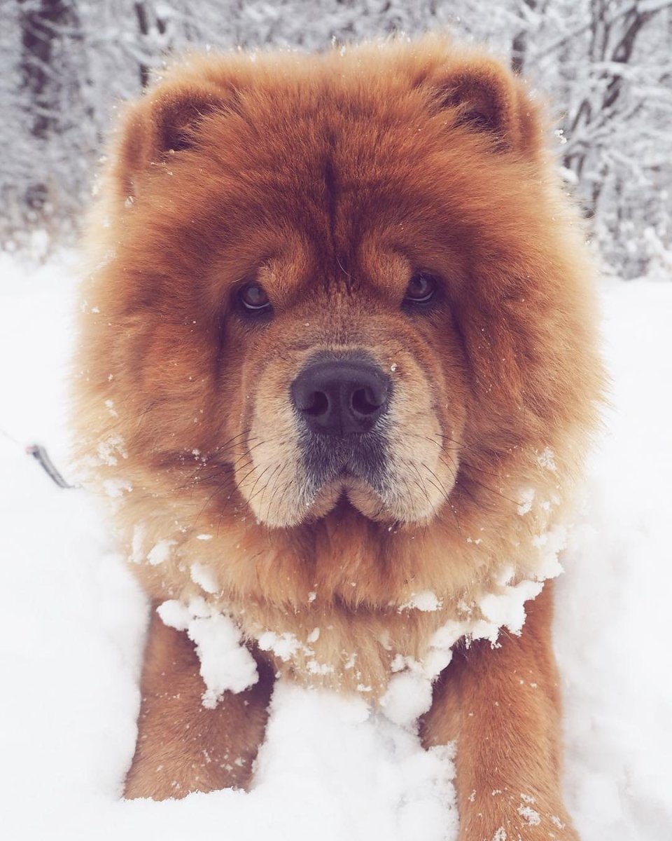 Гигантский тибетский мастиф