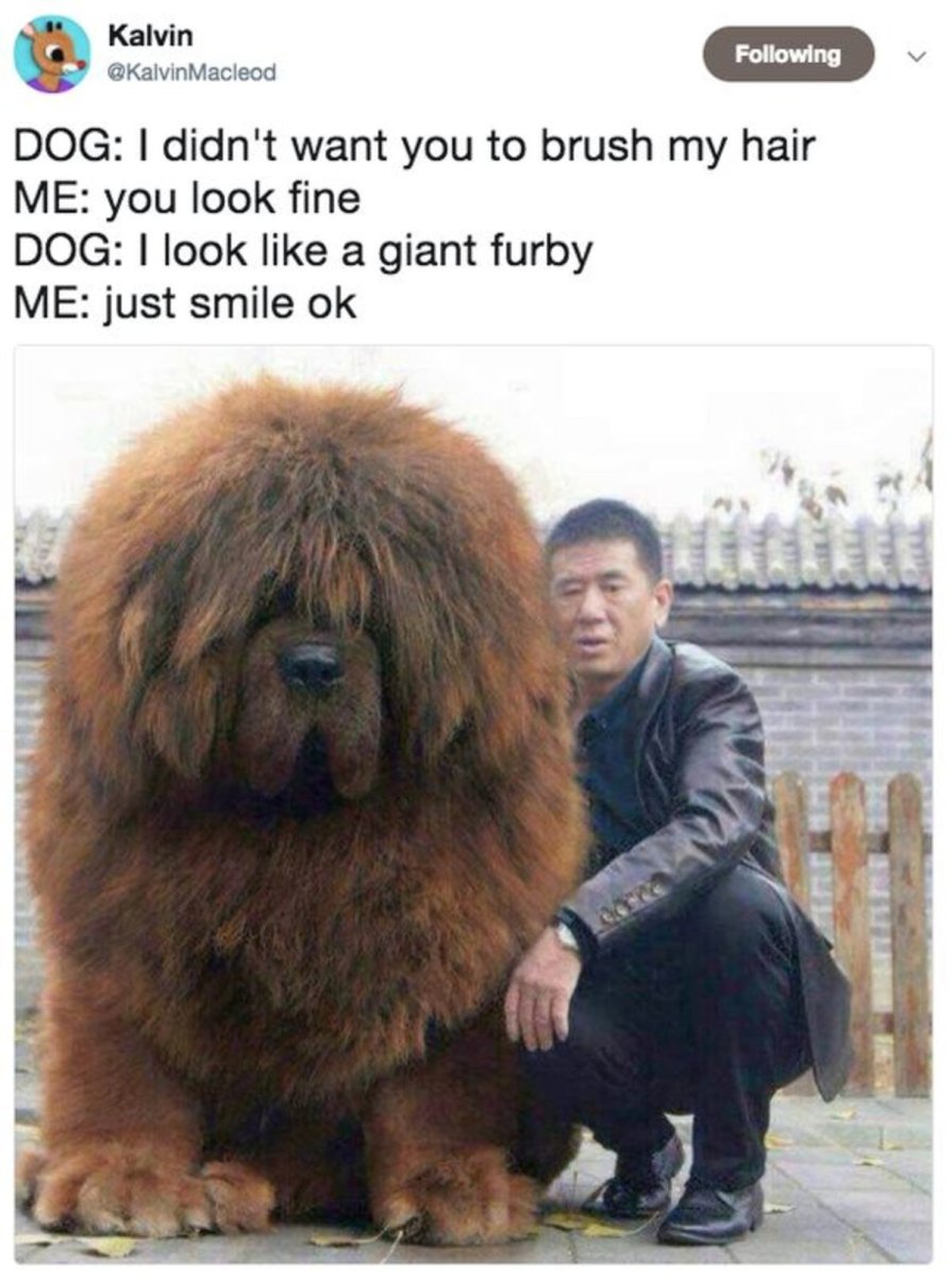 Чау-чау длинношерстный