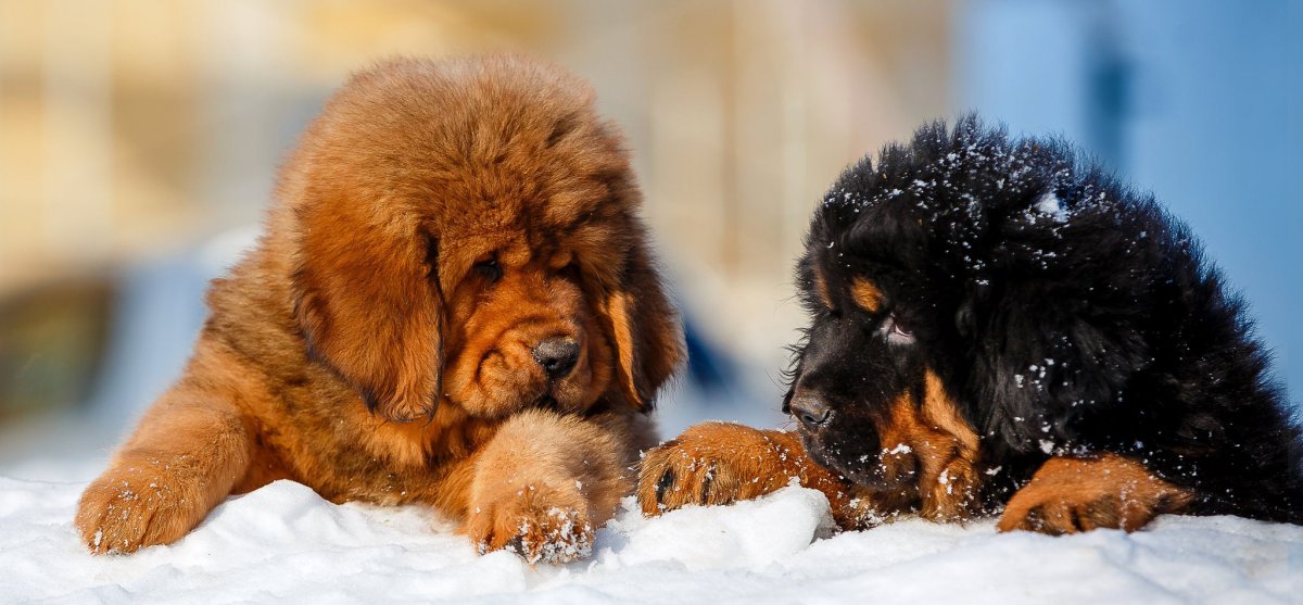 Тибетский мастиф и банхар