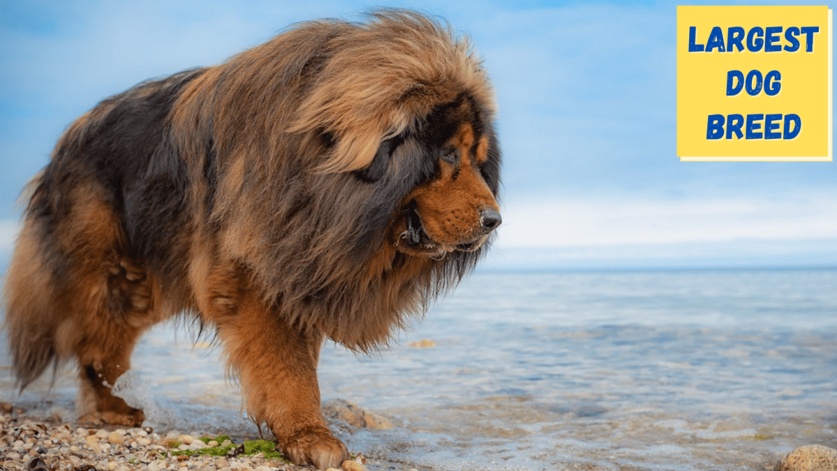 Тибетский мастиф и алабай