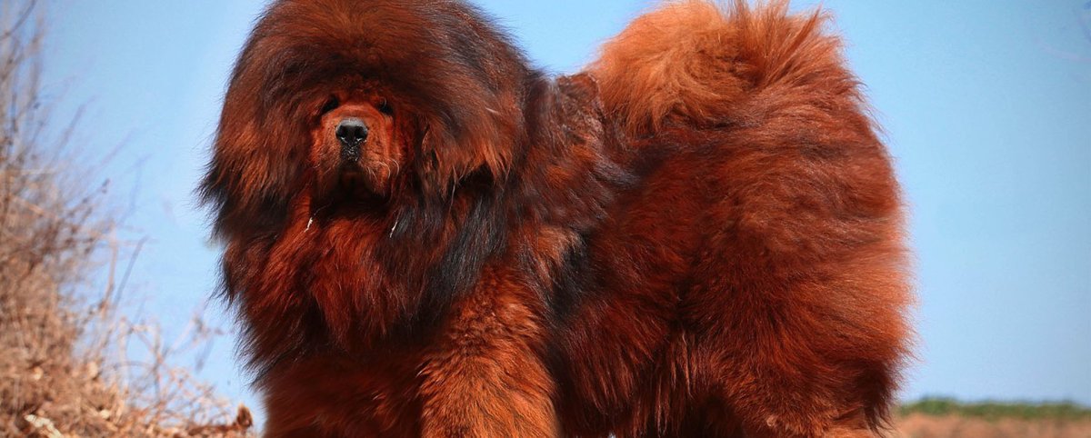 Тибетский мастиф кутенок