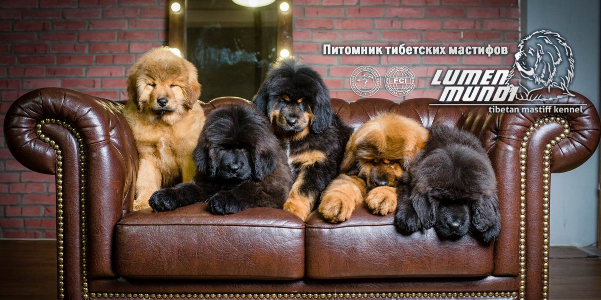 Тибетский мастиф