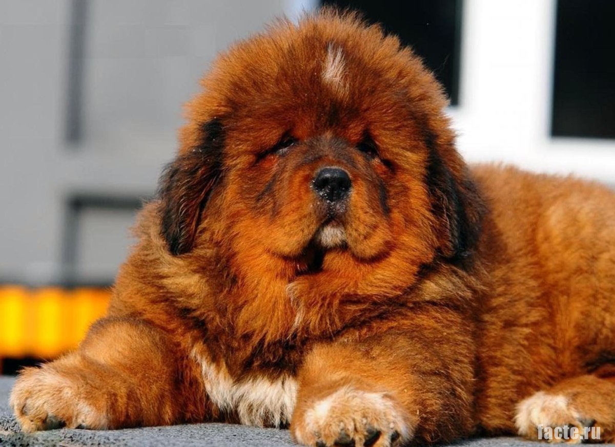 Тибетский мастиф и волкодав