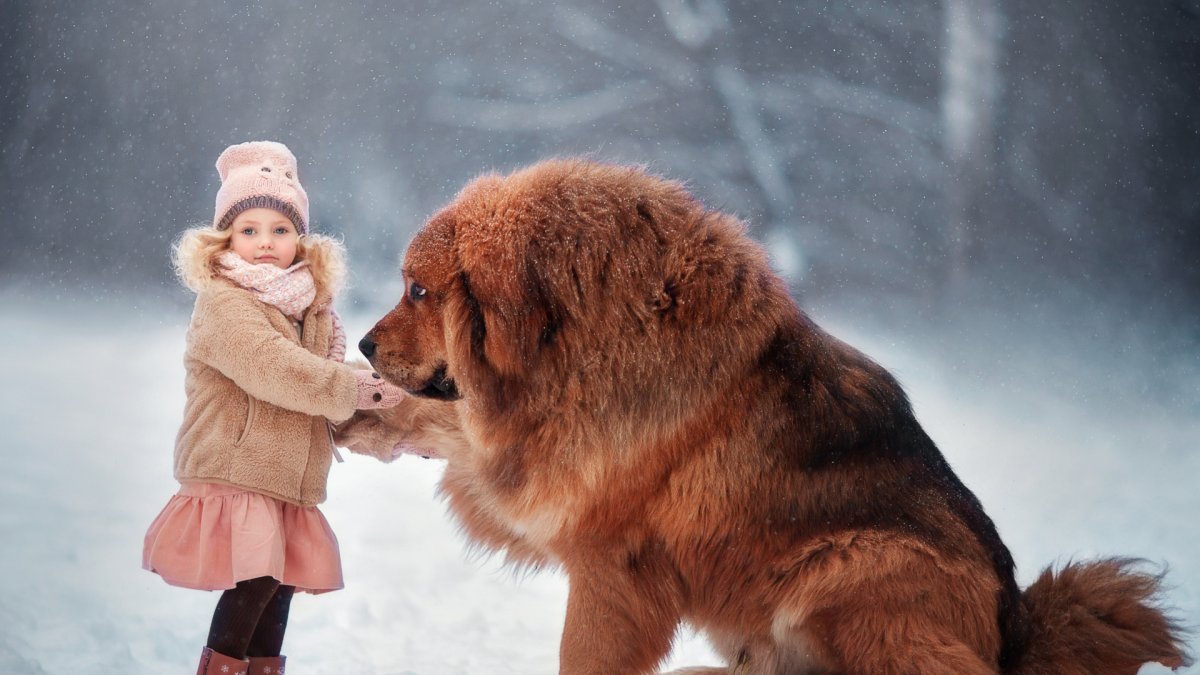 Тибетский мастиф