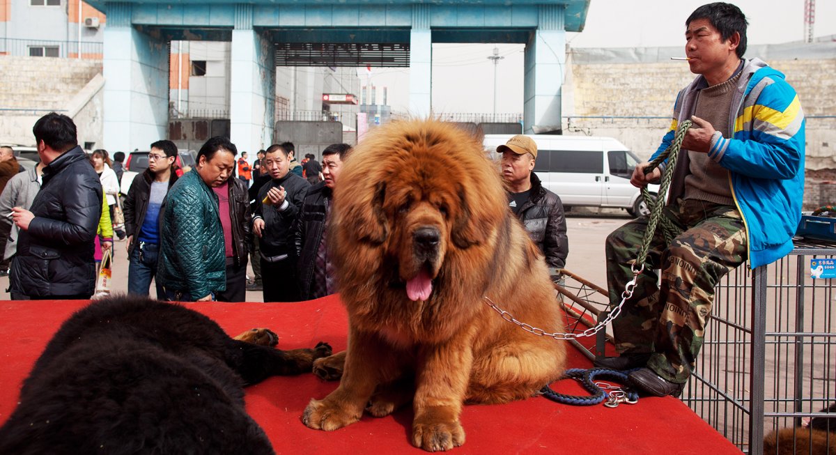 Тибетский мастиф