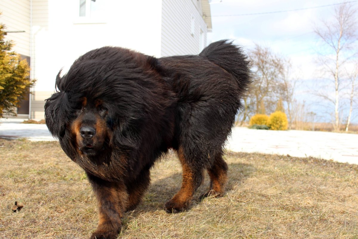 Барс для собак