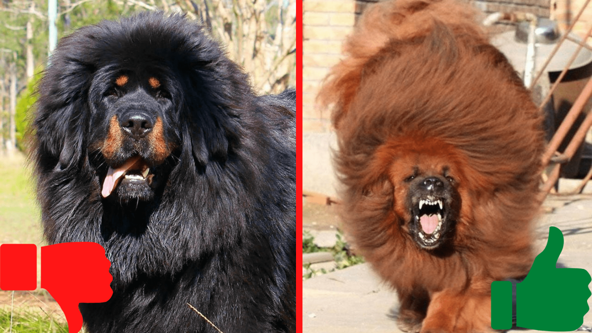 Фотосессия с тибетским мастифом