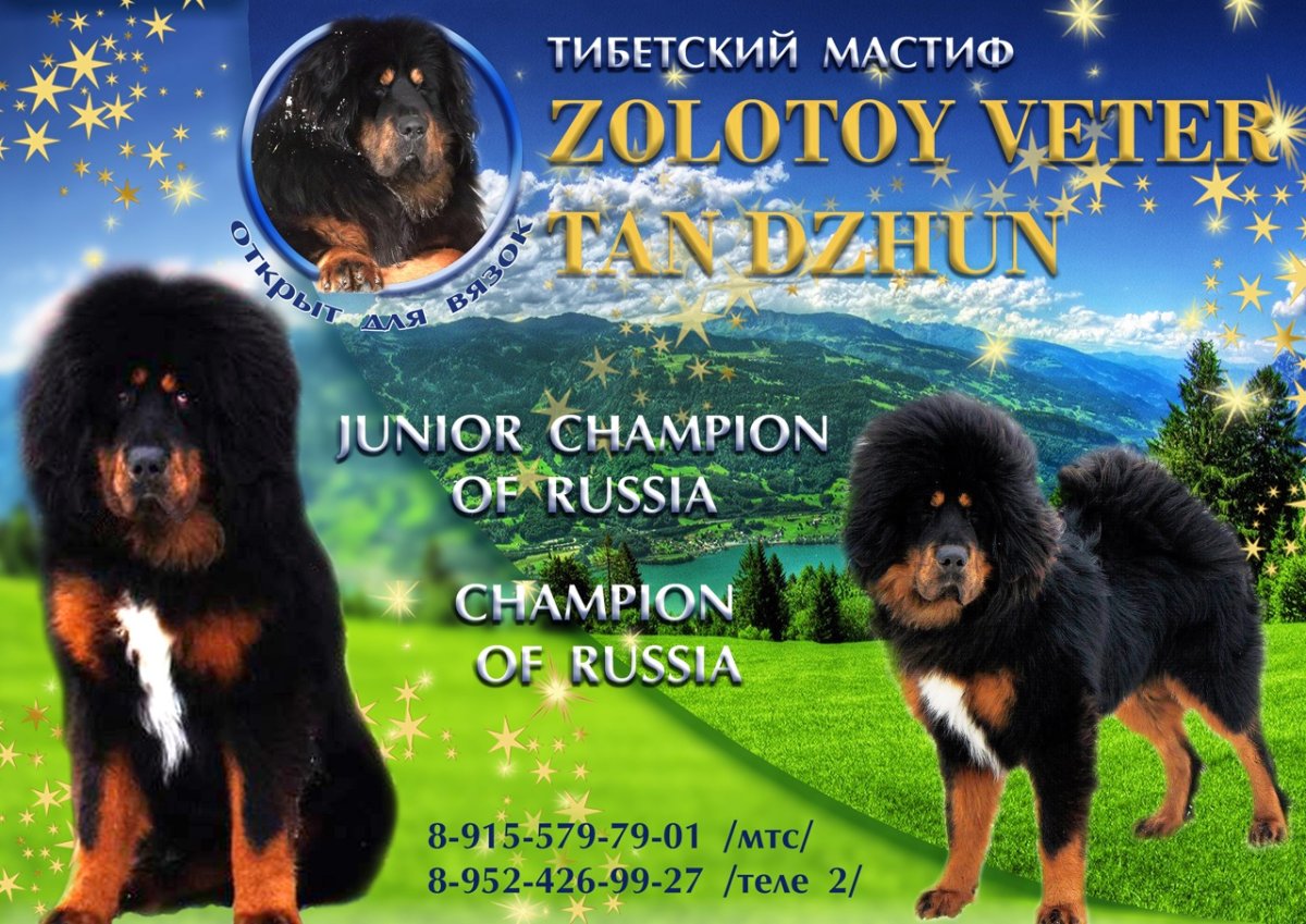 Фото собак породы тибетский мастиф