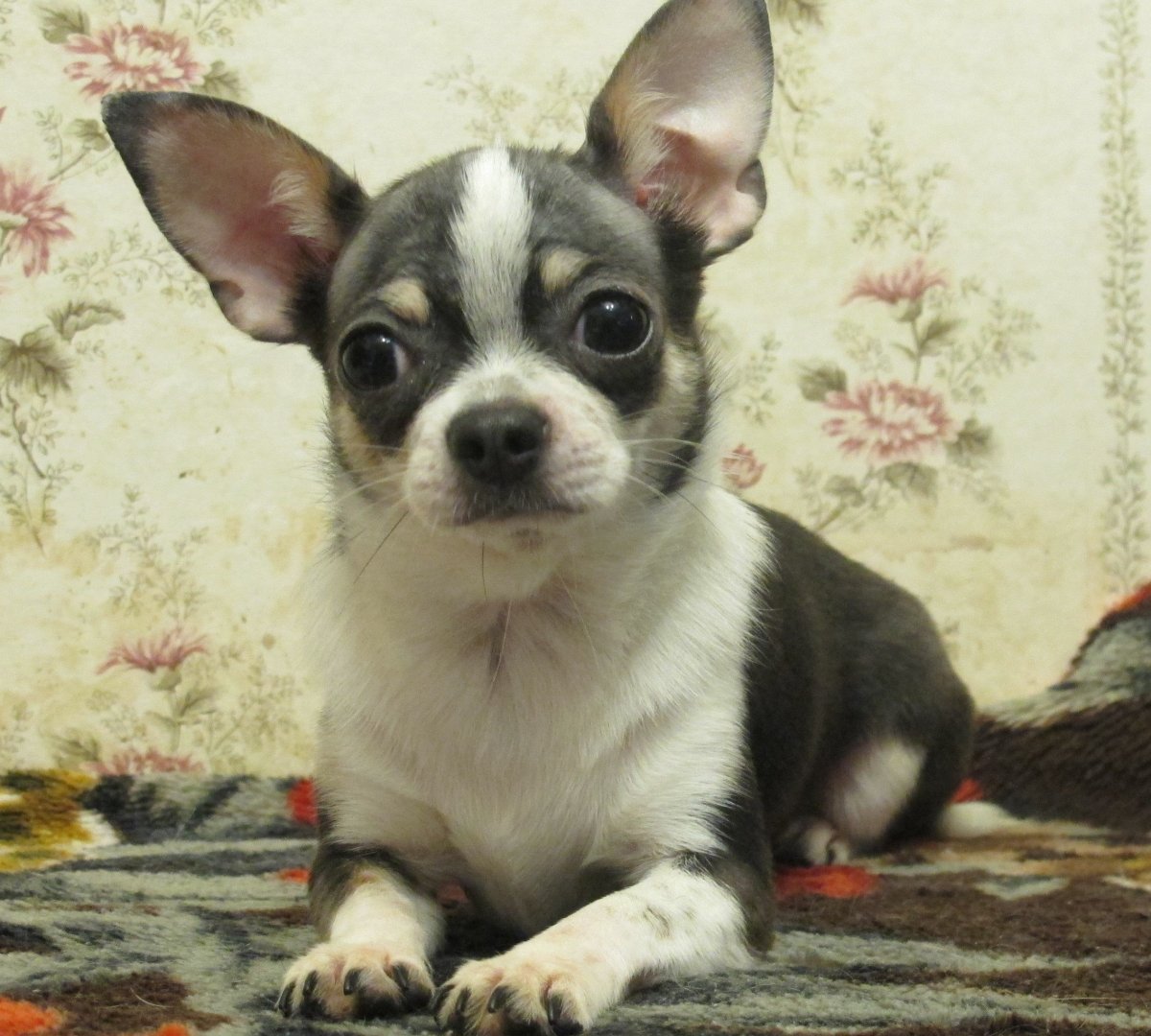 Мраморный чихуахуа