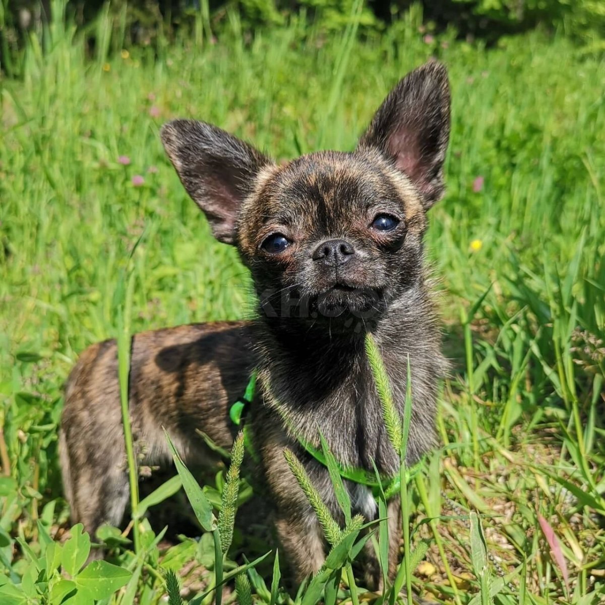 Карликовый чихуахуа