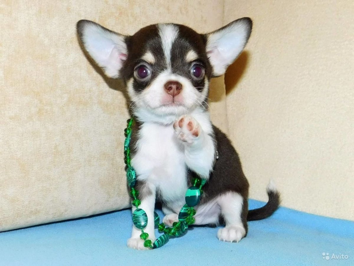 Лиловый чихуахуа