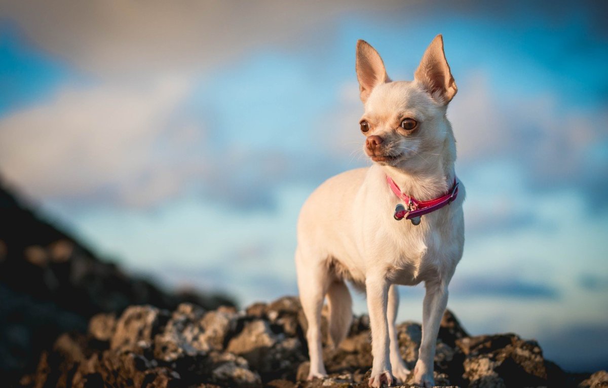 Чихуахуа палевый