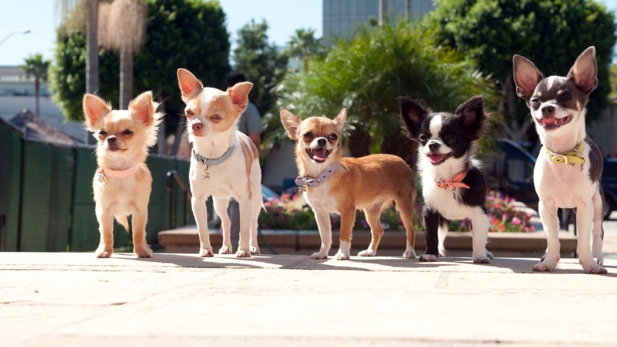 Чихуахуа породы Брауни