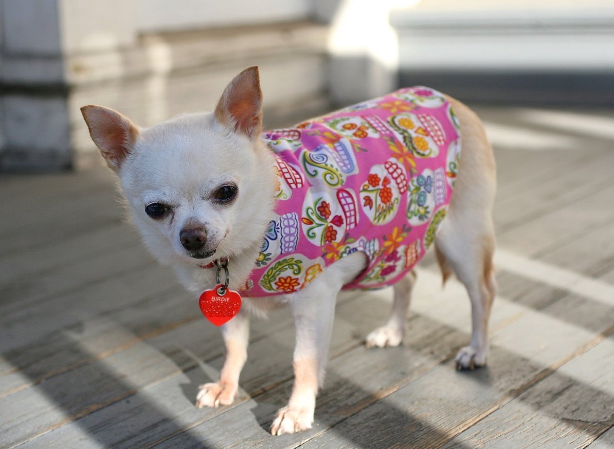 Чихуахуа палевый