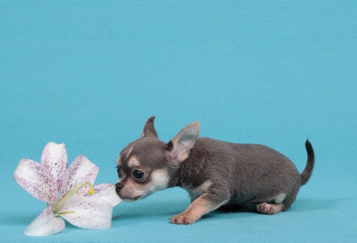 Крошка из Беверли Хиллз