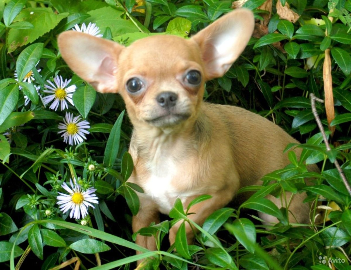 Чихуахуа Гир