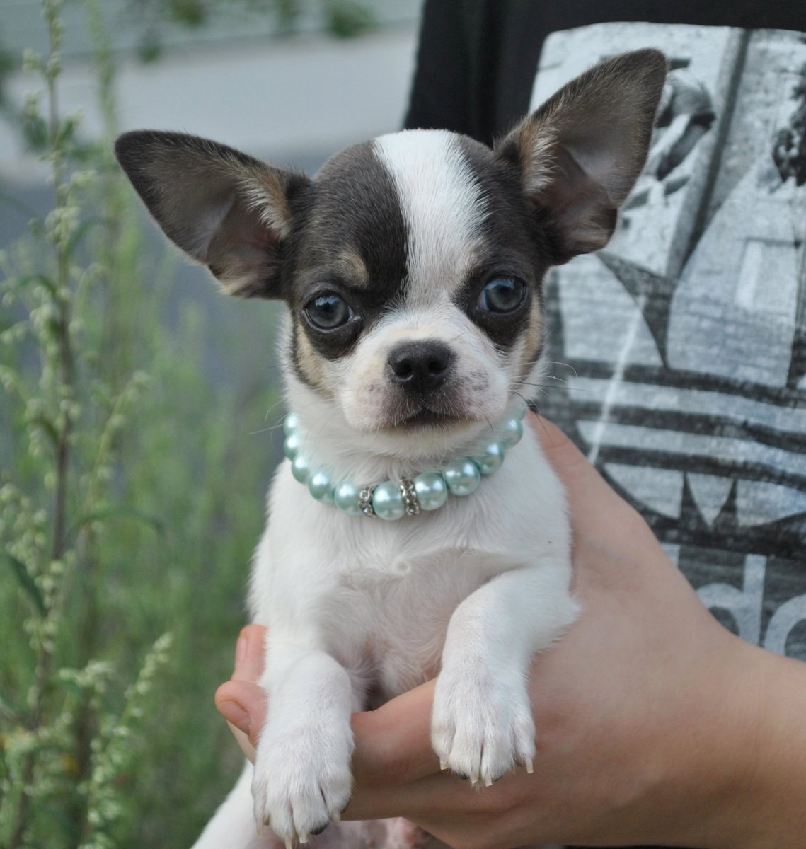 Окрас собак чихуахуа