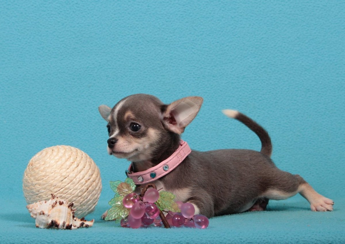 Чихуа стандарт Мексика