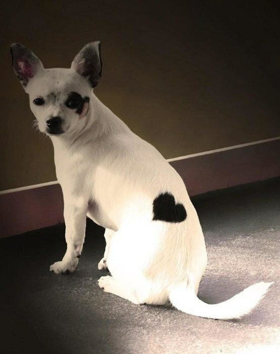 Чихуахуа окрасы