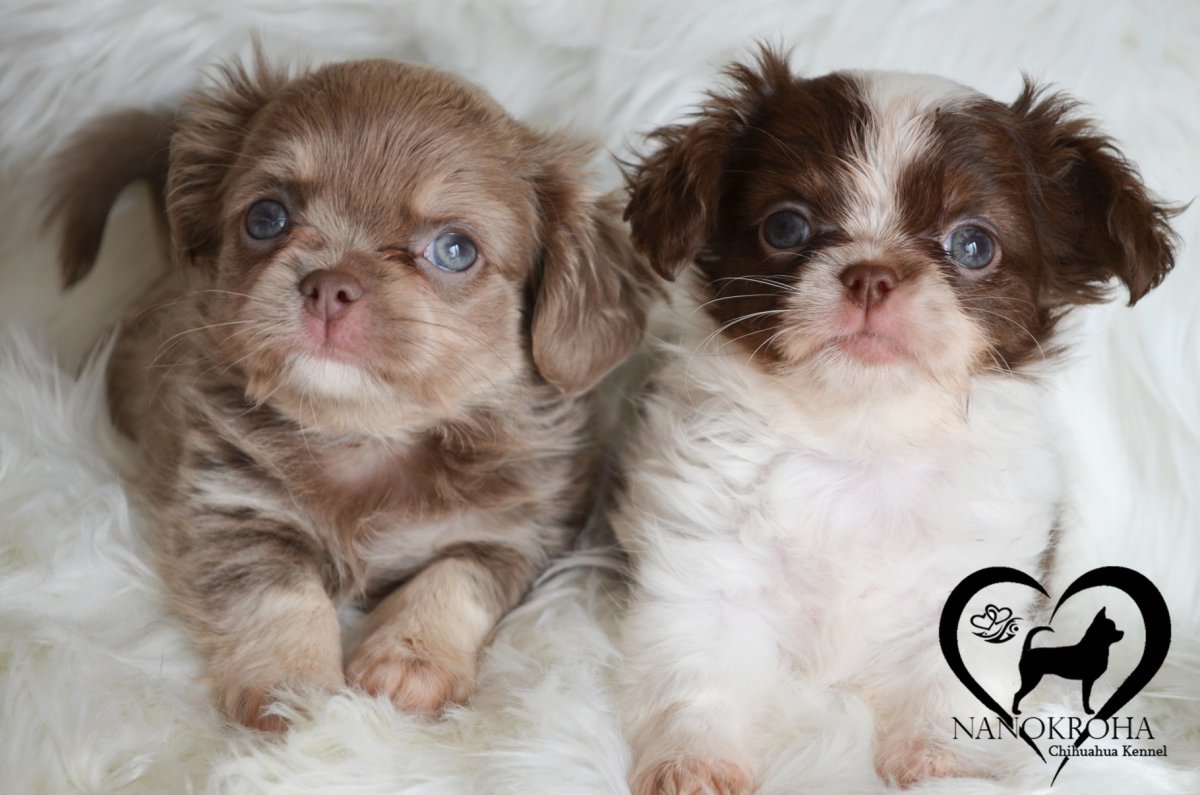 Чихуахуа Триколор короткошерстные