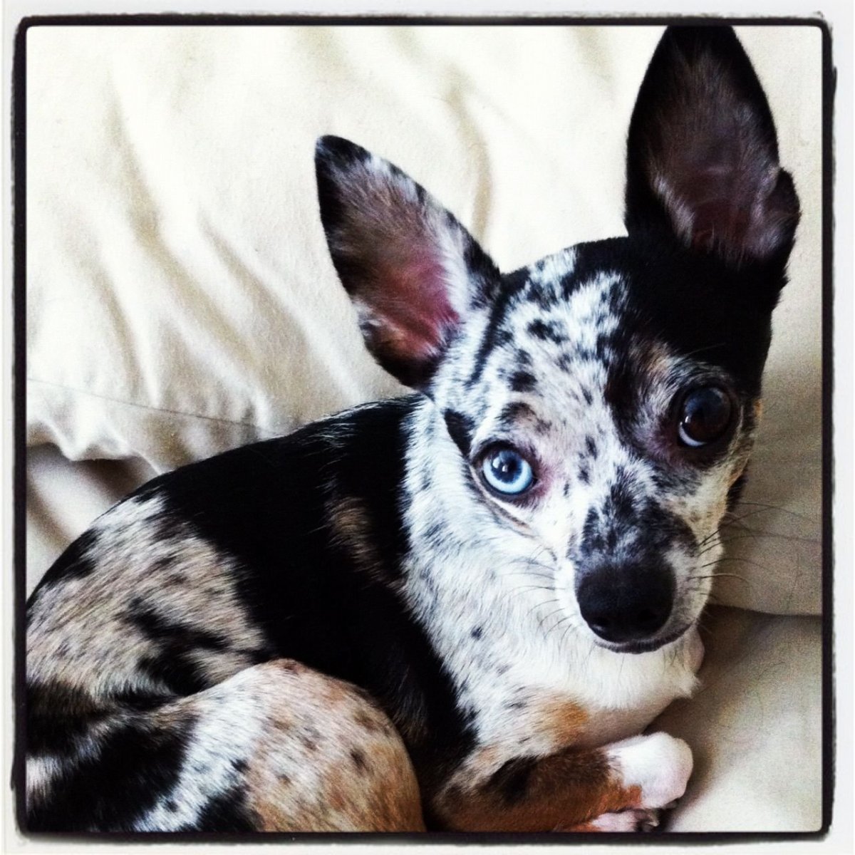 Чихуахуа Блю Мерль