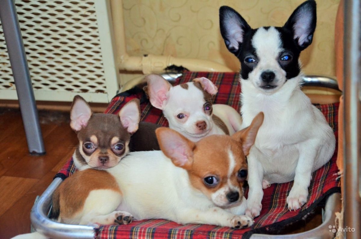 Тигровый чихуахуа