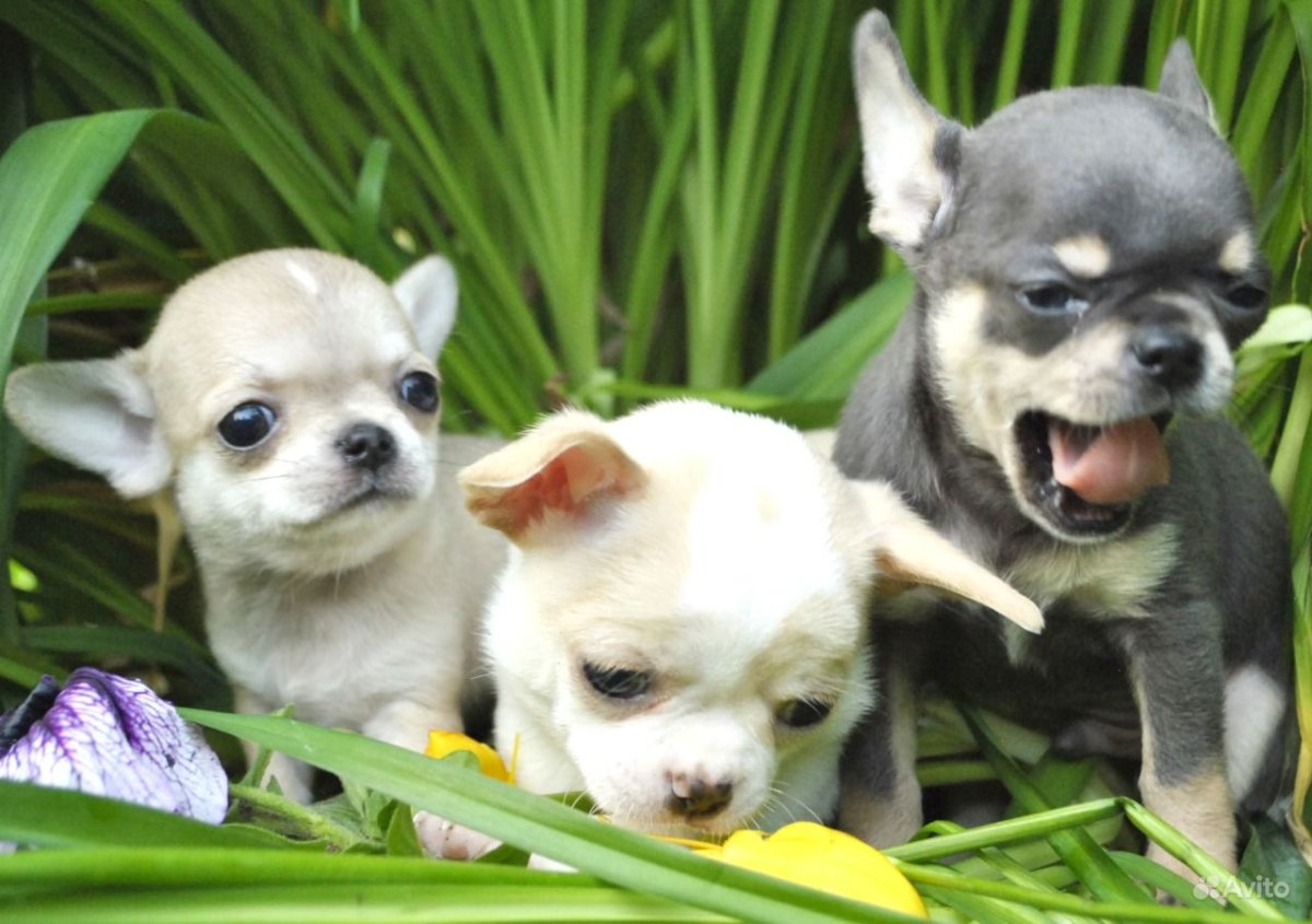 Карликовый чихуахуа