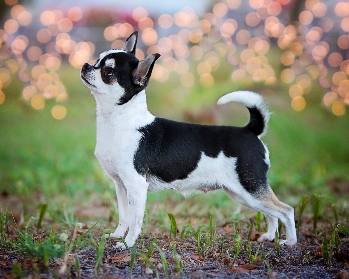 Чихуахуа Мерль