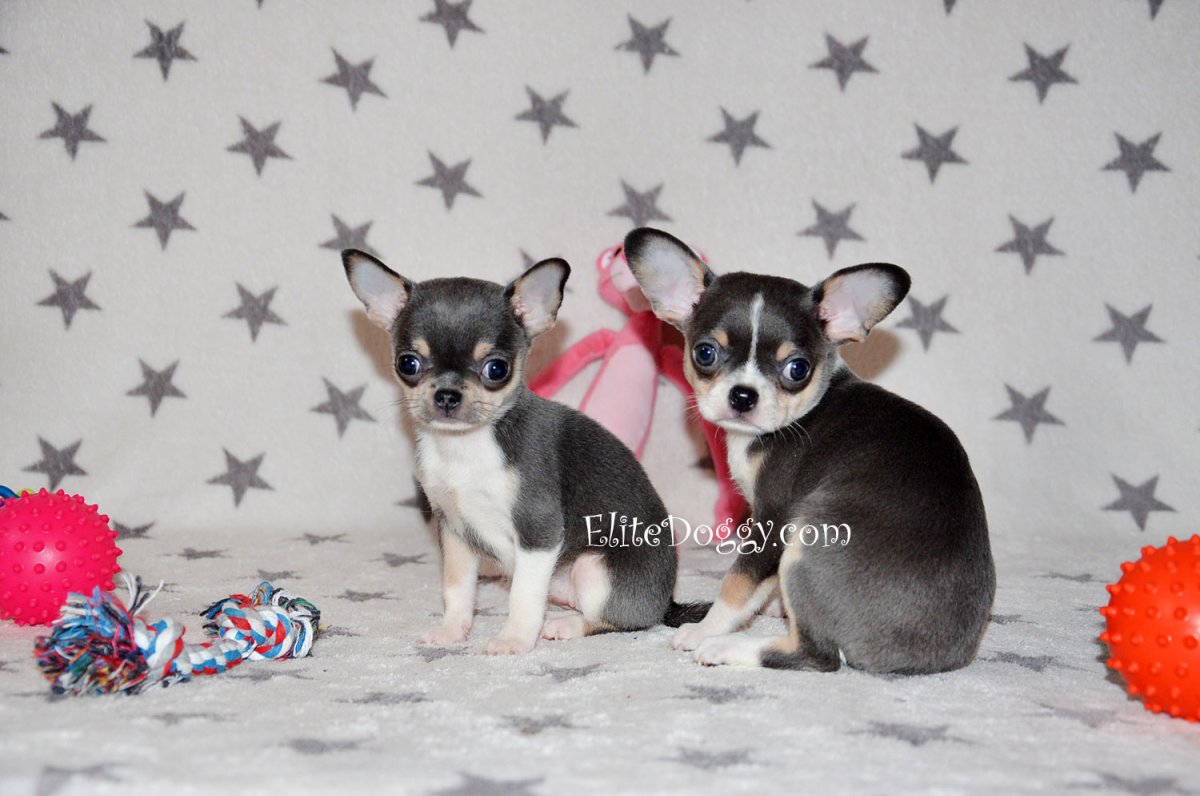 Чихуахуа кобби голубой