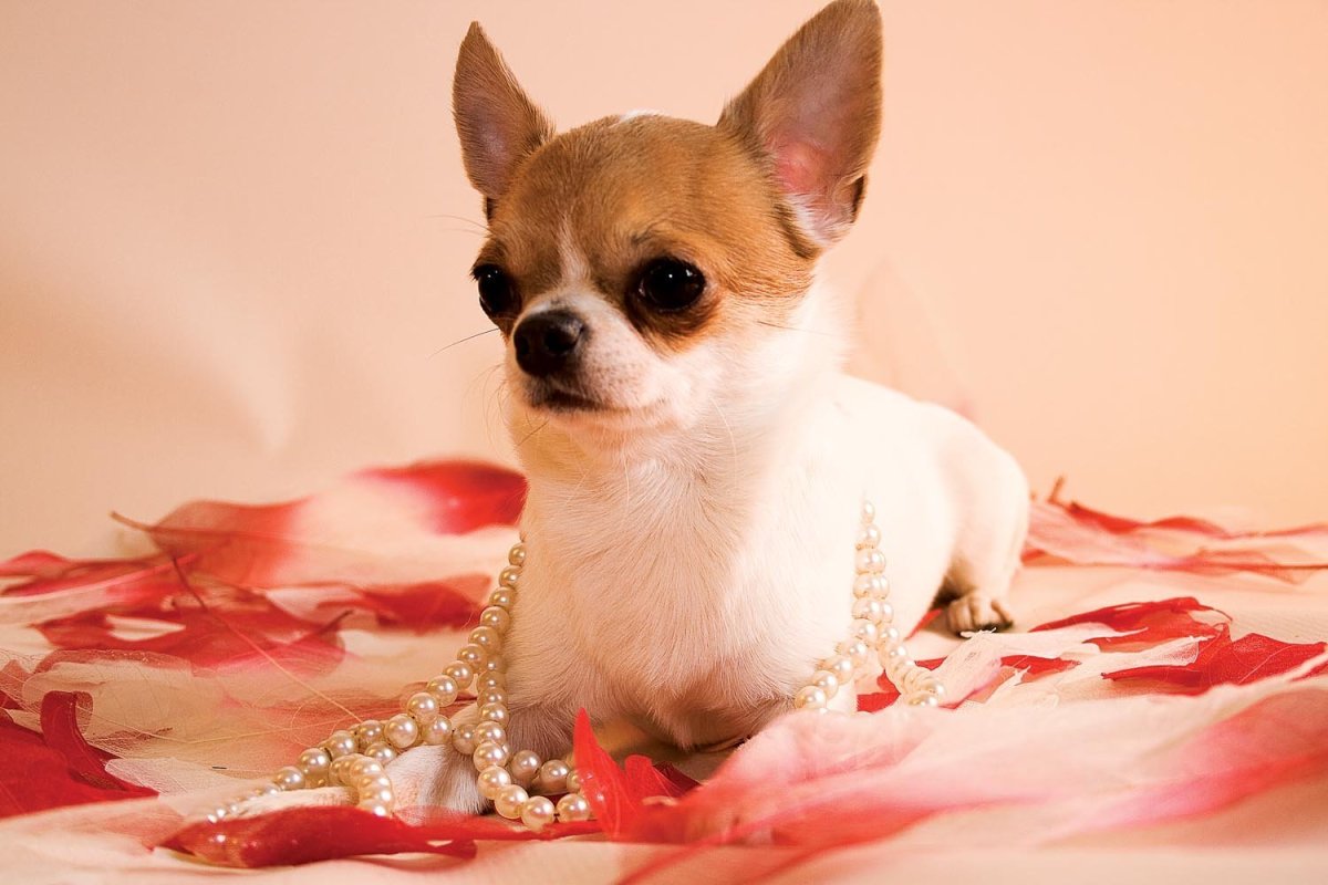 Мексиканский чихуахуа гладкошерстный