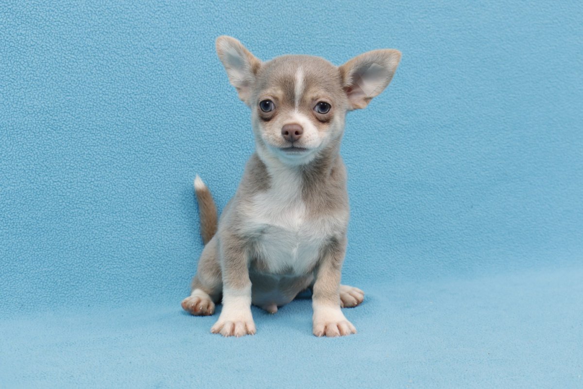 Чихуахуа Джози