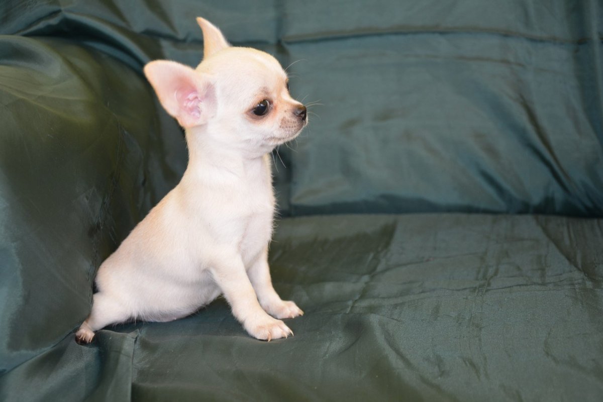 Чихуахуа бесшерстная