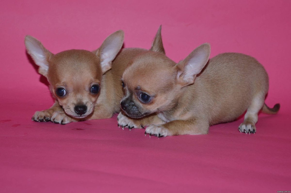 Чихуахуа кобби голубой