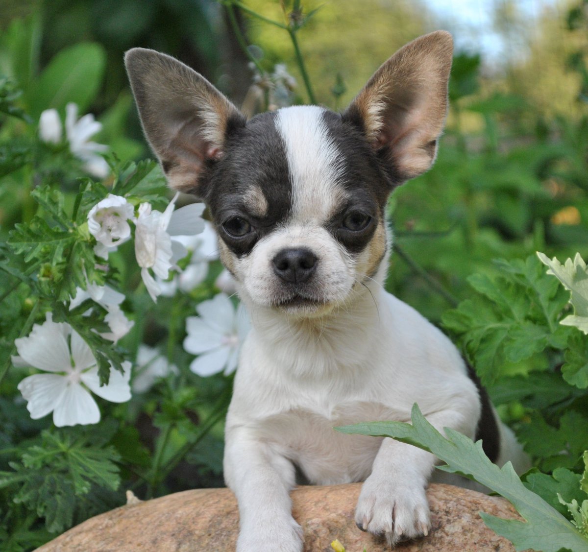 Чихуахуа окрасы