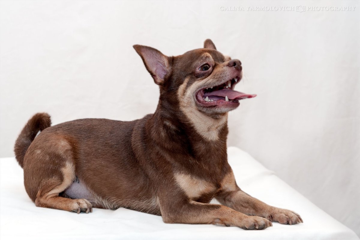 Окрасы чихуа вязки