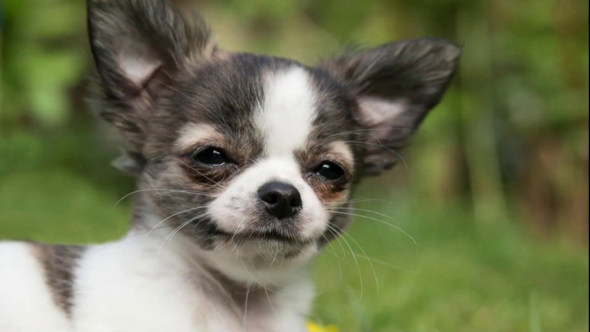 Чихуахуа лиловый гладкошерстный